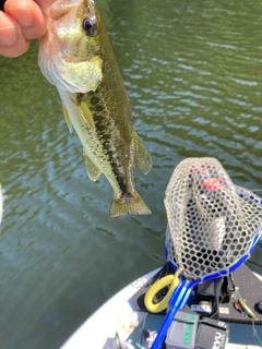 ラージマウスバスの釣果