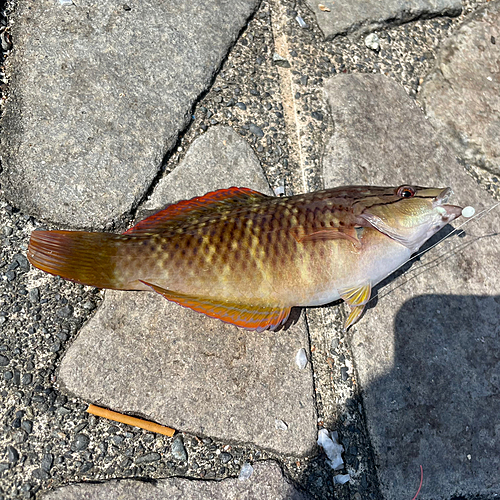 アカササノハベラの釣果