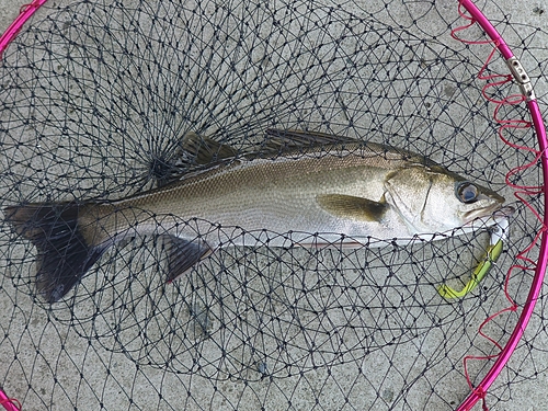 スズキの釣果