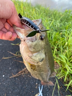 ラージマウスバスの釣果