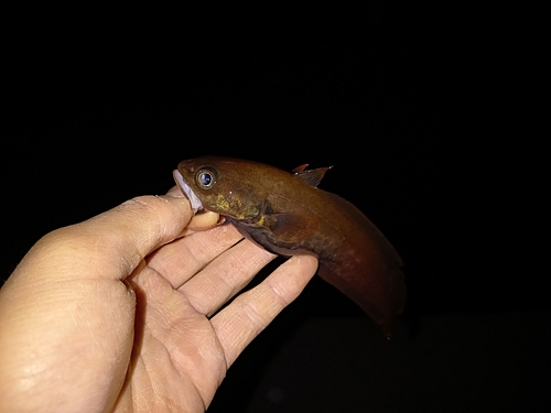 ドンコの釣果