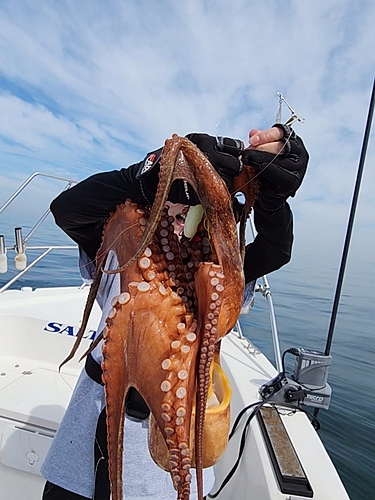 タコの釣果