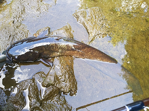 マナマズの釣果