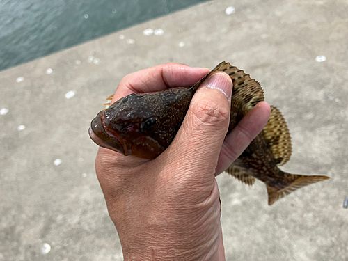 アイナメの釣果