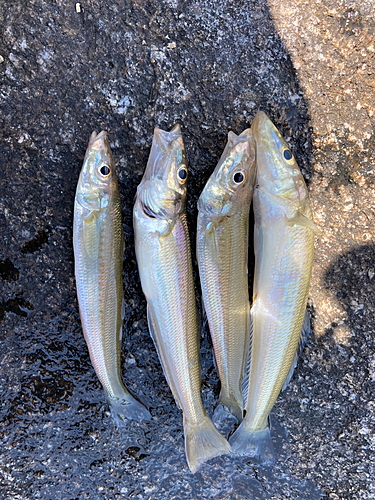 キスの釣果