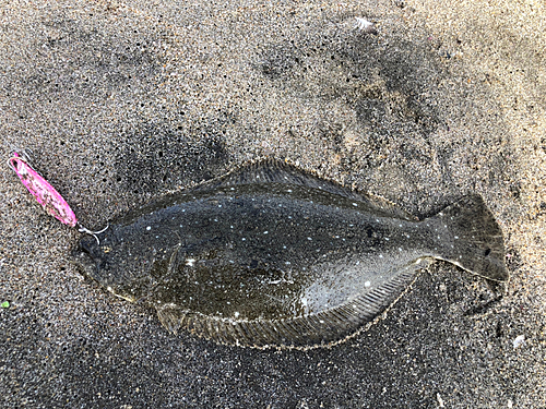 ヒラメの釣果