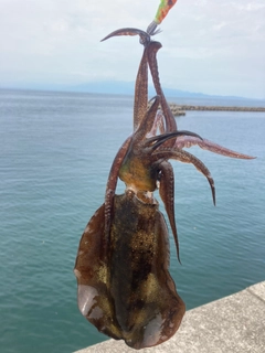 アオリイカの釣果