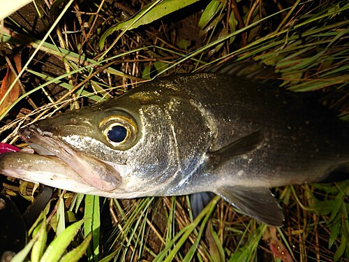 マルスズキの釣果