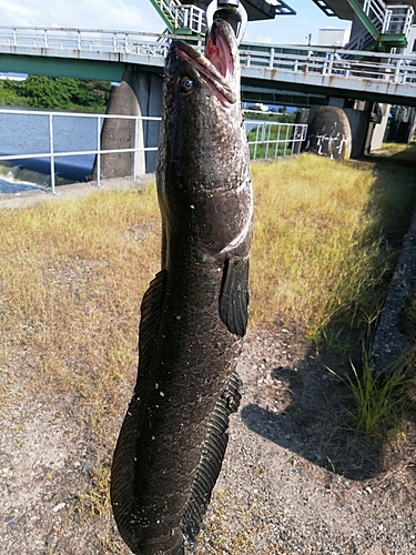 ライギョの釣果