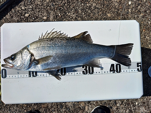 スズキの釣果