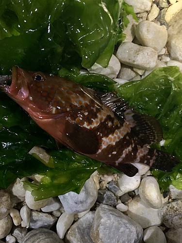 アコウの釣果