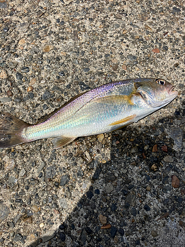 イシモチの釣果