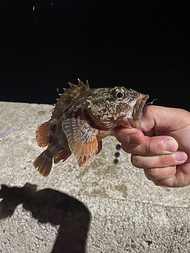 アコウの釣果