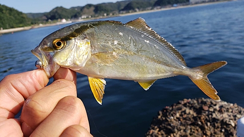 ショゴの釣果