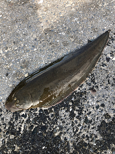 シタビラメの釣果