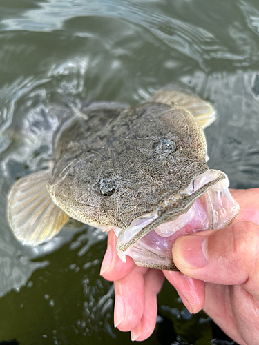 マゴチの釣果