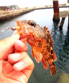 カサゴの釣果