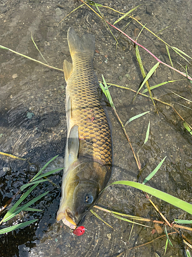 ニゴイの釣果