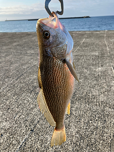 イシモチの釣果