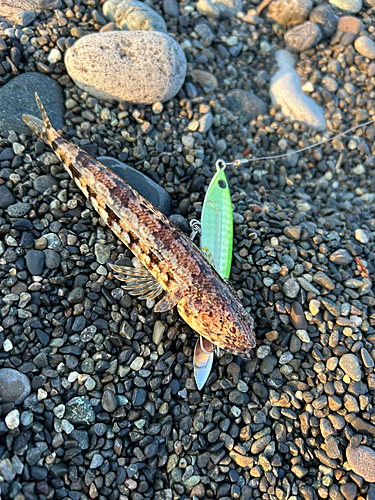 エソの釣果