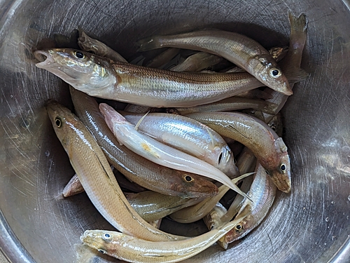 キスの釣果