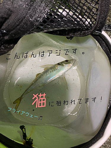 アジの釣果