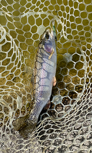 ニジマスの釣果