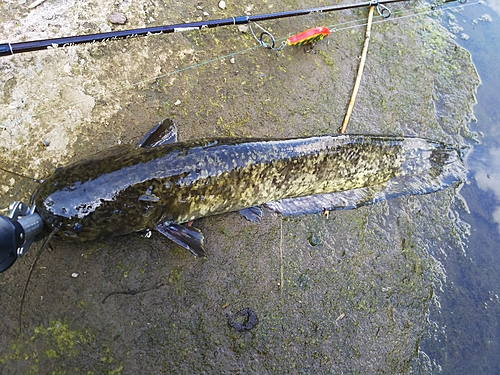 マナマズの釣果