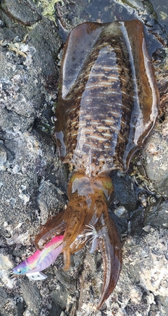 アオリイカの釣果