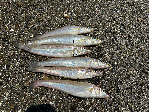 シロギスの釣果