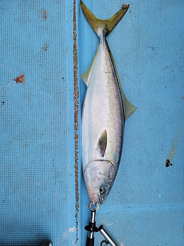 ブリの釣果