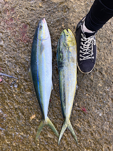 キハダマグロの釣果