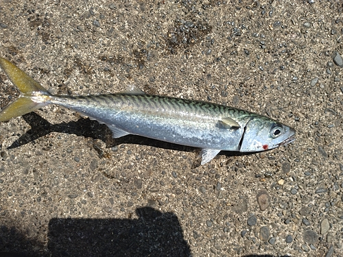 サバの釣果