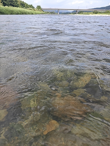 アユの釣果