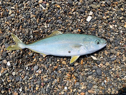 ワカシの釣果