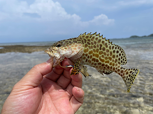 カンモンハタの釣果