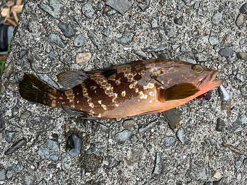 キジハタの釣果