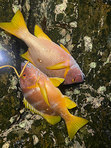 釣果