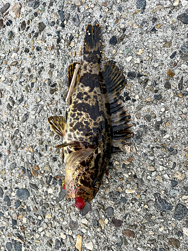 タケノコメバルの釣果