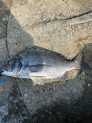 クロダイの釣果