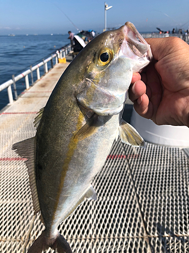 カンパチの釣果