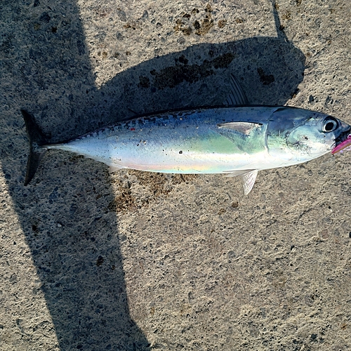 ソウダガツオの釣果