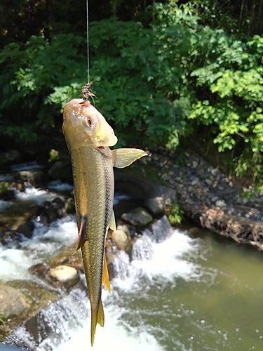 カワムツの釣果