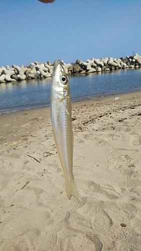 キスの釣果