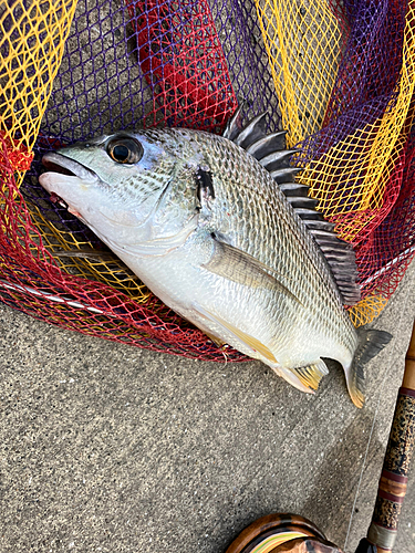 キビレの釣果