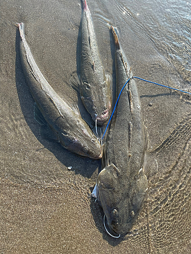 マゴチの釣果