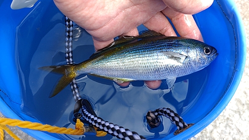 タカベの釣果