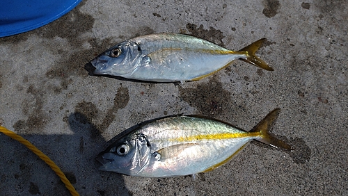 シマアジの釣果