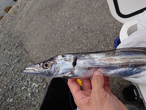 タチウオの釣果