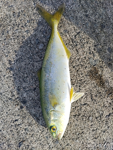 ワカシの釣果